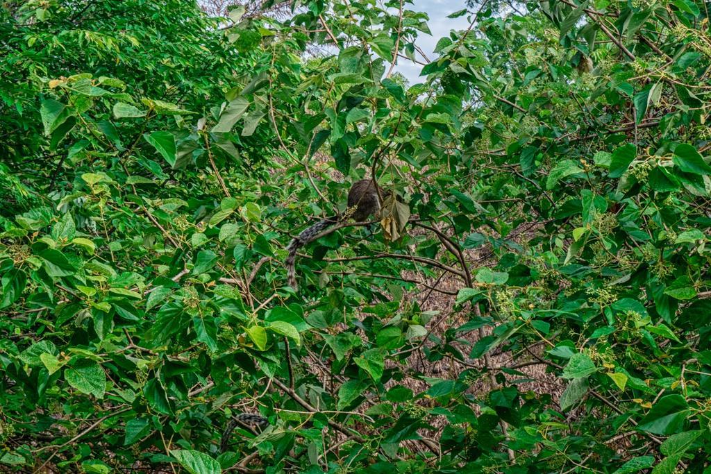 Willa Wildescape Polonnaruwa Zewnętrze zdjęcie